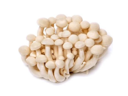 Mushroom Shimeji White / Brown (China)